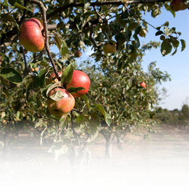 greenhouse-apple-tree-image